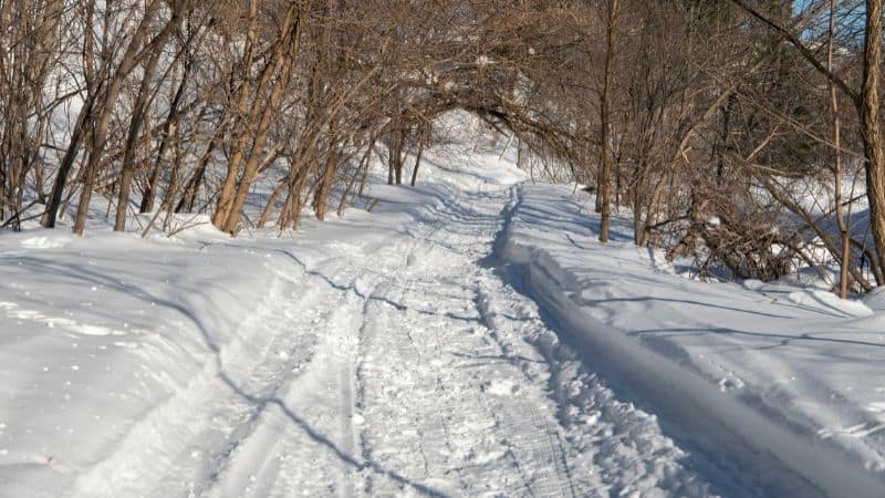 Snowy path on road with winter tree canopy