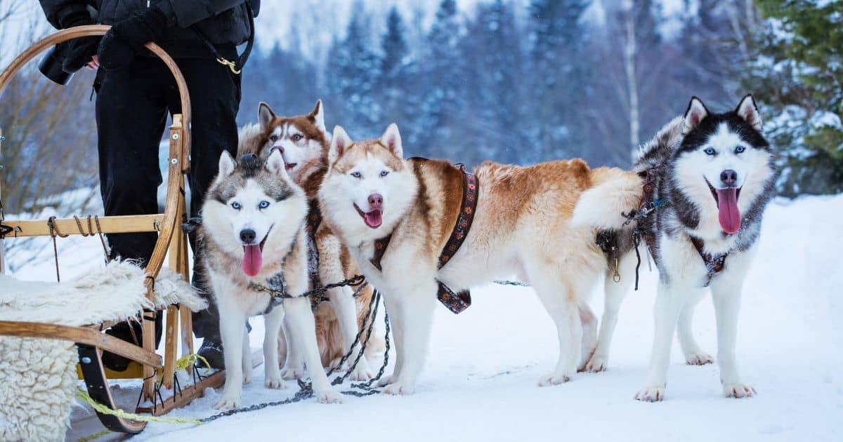 A team of huskies harnessed to a dog sled.