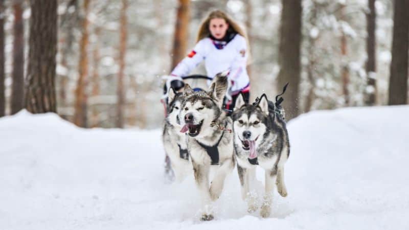 Huskies pulling a sled through a snowy forest with a person riding behind them.